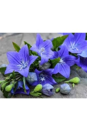 5 Adet Blue Balloon Tohumu - 4