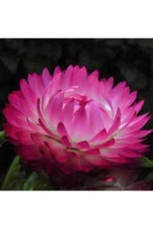 Ayc Botanik 5 Adet Bright Rose Strawflower Tohumu - 1