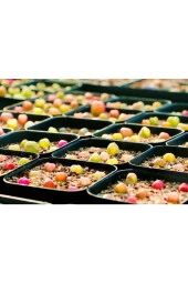 10 Adet Mıx Conophytum Maughanii Succulent Tohumu - 4