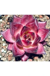 10 Adet Echeveria Rubin Succulent Tohumu - 2