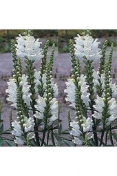 Ayc Botanik 20 Adet Whıte Showy Obedıent Plant Tohumu - 1