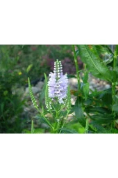 Ayc Botanik 20 Adet Whıte Showy Obedıent Plant Tohumu - 2