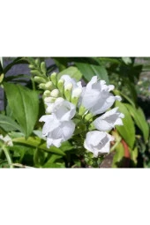 Ayc Botanik 20 Adet Whıte Showy Obedıent Plant Tohumu - 3