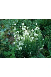 Ayc Botanik 20 Adet Whıte Showy Obedıent Plant Tohumu - 5