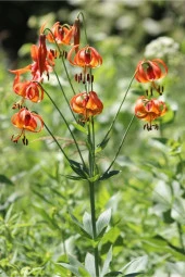 5 Adet Michigan Lily Lilium Tohumu - 2