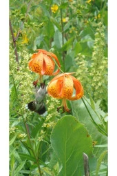 5 Adet Michigan Lily Lilium Tohumu - 3