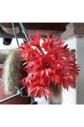 10 Adet Monkey Tail Kaktüs Tohumu - 3