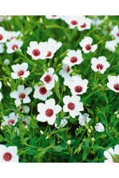 Ayc Botanik 10 Adet Natural Linen Clear Eyes Tohumu - 2