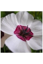 Ayc Botanik 10 Adet Natural Linen Clear Eyes Tohumu - 3