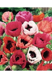 10 Adet Pizzicato Poppy Tohumu - 3