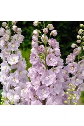 10 Adet Giant Blooms Delphinium Soft Pink Tohumu - 1