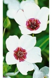 Ayc Botanik 10 Adet Natural Linen Clear Eyes Tohumu - 5