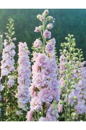 10 Adet Giant Blooms Delphinium Soft Pink Tohumu - 2