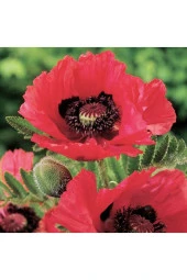10 Adet Pizzicato Poppy Tohumu - 5
