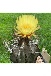 Ayc Botanik 10 Adet Astrophytum Crassispinoides Kaktüs Tohumu - 1