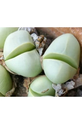 10 Adet Argyroderma Mix Succulent Tohumu - 1