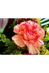 Ayc Botanik 5 Adet Pınk Rose Carnatıon Tohumu - 1