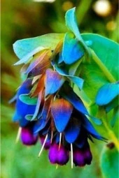 10 Adet Cerinthe Major, Pride Of Gibraltar, Honeywort Tohumu - 1