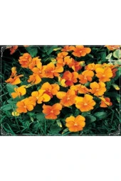 Ayc Botanik 20 Adet Viola Cornuta Chantreyland Tohumu - 1