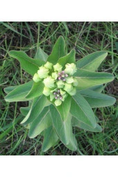 10 Adet Antelope Horn Milkweed Tohumu - 4