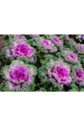 10 Adet Mix Decorative Cabbage Tohumu - 3