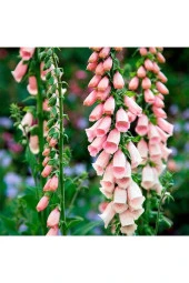 Ayc Botanik 10 Adet Cottage Foxgloves Apricot Peach Digitalis Tohumu - 3