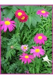 Ayc Botanik 20 Adet Mixed Colors Robınsons Paınted Daısy Tohumu - 3