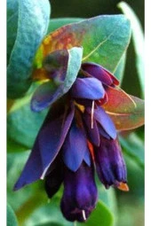 10 Adet Cerinthe Major, Pride Of Gibraltar, Honeywort Tohumu - 4
