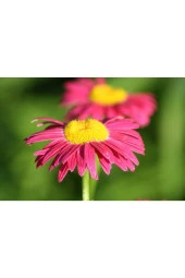 Ayc Botanik 20 Adet Mixed Colors Robınsons Paınted Daısy Tohumu - 4