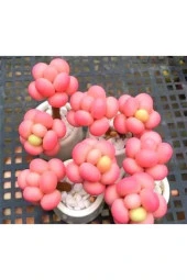 Ayc Botanik 10 Adet Egg-like Succulent Tohumu - 1