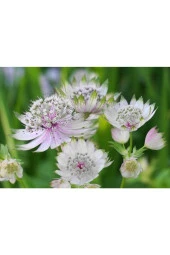 5 Adet Astrantia Major Tohumu - 1