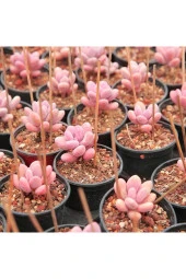 Ayc Botanik 10 Adet Egg-like Succulent Tohumu - 2