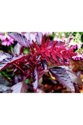 5 Adet Red Spike Amaranth Cut Tohumu - 1