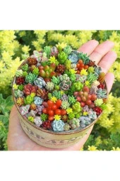 10 Adet Mixed Succulent Tohumu - 1