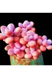 Ayc Botanik 10 Adet Egg-like Succulent Tohumu - 4