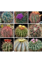 Ayc Botanik 10 Adet Ferocactus Mix Kaktüs Tohumu - 1