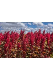 5 Adet Red Spike Amaranth Cut Tohumu - 2