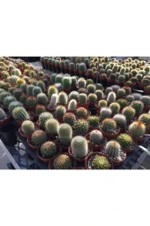Ayc Botanik 10 Adet Ferocactus Mix Kaktüs Tohumu - 3