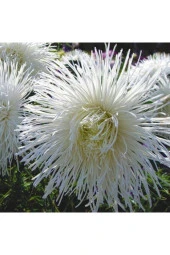 10 Adet Natural Needle Aster Isolda Heirloom Tohumu - 1