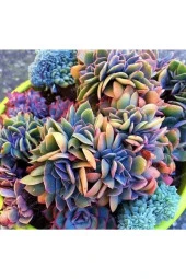 Ayc Botanik 10 Adet Rainbow Echeveria Succulent Tohumu - 1