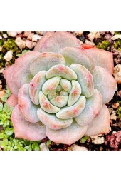 10 Adet Echeveria ‘hosikage’ Succulent Tohumu - 2