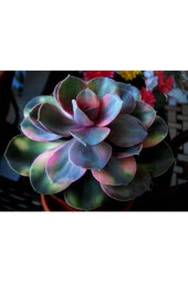 Ayc Botanik 10 Adet Rainbow Echeveria Succulent Tohumu - 2
