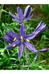 Ayc Botanik 20 Adet Blue Camas Tohumu - 1