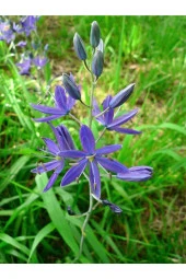 Ayc Botanik 20 Adet Blue Camas Tohumu - 3
