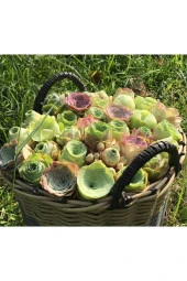 Ayc Botanik 10 Adet Greenovia Dodrentalis Succulent Tohumu - 1