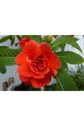 Ayc Botanik 20 Adet Impatiens Bush Flower Mix Colors Tohumu - 1