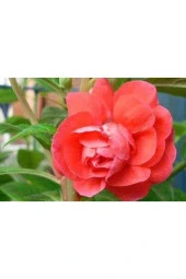 Ayc Botanik 20 Adet Impatiens Bush Flower Mix Colors Tohumu - 2