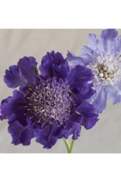 Ayc Botanik 10 Adet Fama Deep Blue Scabiosa Tohumu - 1