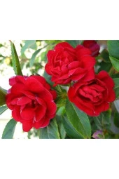 Ayc Botanik 20 Adet Impatiens Bush Flower Mix Colors Tohumu - 3