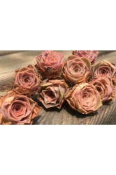 Ayc Botanik 10 Adet Greenovia Aurea Pink Rose Succulent Tohumu - 2